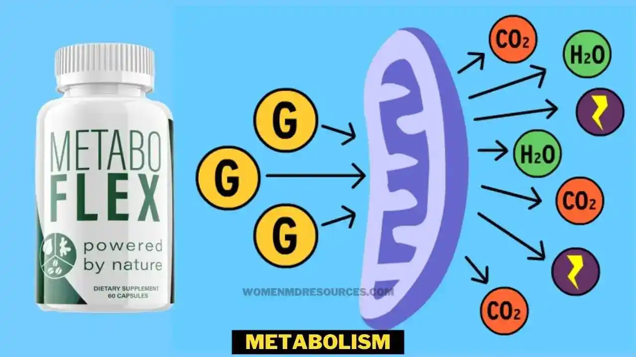 Metabolsim Chart And Metabo Flex